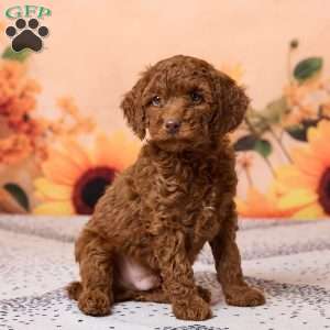 Cole, Miniature Poodle Puppy